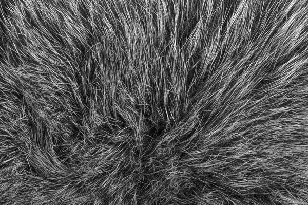 Fur structure — Stock Photo, Image