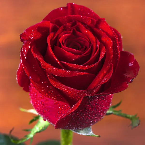 Single beautiful red rose — Stock Photo, Image