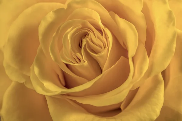 Single beautiful yellow rose — Stock Photo, Image