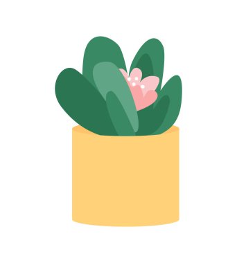 Kapalı alan çiçeği sulu yarı düz renk vektör nesnesi. Çiçek açan uzun ömürlü. Parlak yeşil yapraklar, çiçek. Ev bitkisi, grafik tasarım ve animasyon için modern çizgi film stili çizimini izole etti