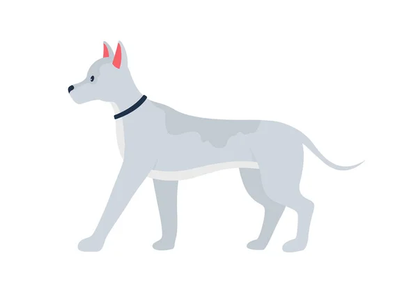 Grauer Hund Mit Stachelohren Halb Flach Farbvektorcharakter Ganzkörpertier Auf Weiß — Stockvektor