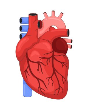 Anatomik insan kalbi 2D vektör çizimi. Kardiyovasküler tıp eğitimi. Koroner damarlar. Atardamarlı kalp kası, beyaz arka planda izole edilmiş damarlar. Renkli çizgi film resmi