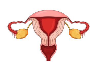 Kadın üreme sistemi 2D vektör illüstrasyonu. Dölyatağı boruları ve yumurtalıkları olan rahim. Kadın sağlığı. Beyaz arka planda izole edilmiş jinekolojik iç organ düz nesnesi. Renkli çizgi film resmi