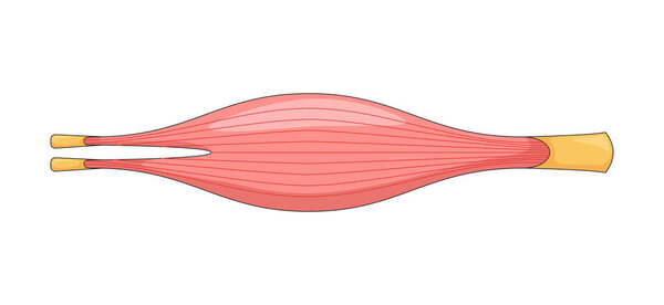 Человеческая мышца в расслабленном суженном состоянии 2D-векторная иллюстрация. Внутренняя полоска. Физиология. Гладкая мышечная структура плоский объект изолирован на белом фоне. Красочное карикатурное изображение