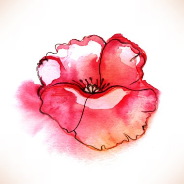 Kırmızı suluboya Poppy çiçek