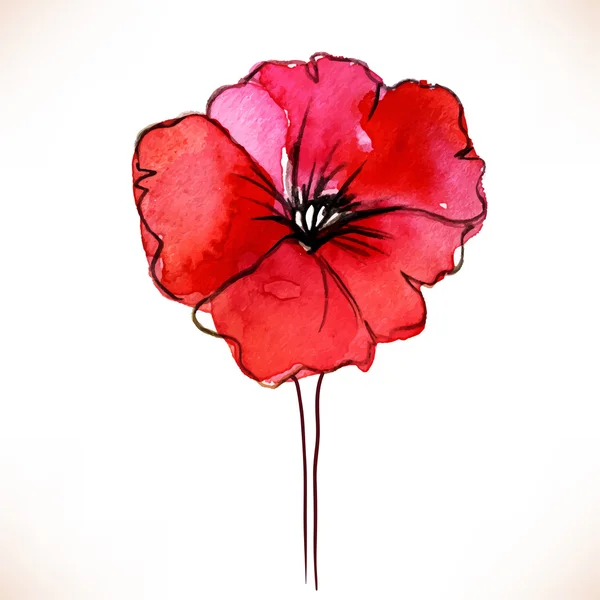 Red Watercolor Poppy flower — Stock Vector