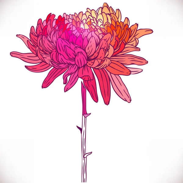 Flor de dibujo a mano vintage . — Vector de stock