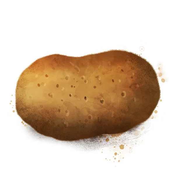 Картофель изолирован на белом — стоковый вектор