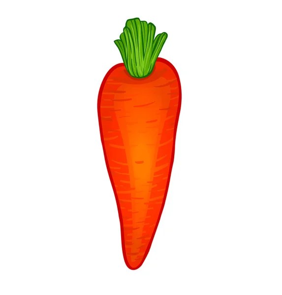 Carrot isolated on white — Stock Vector