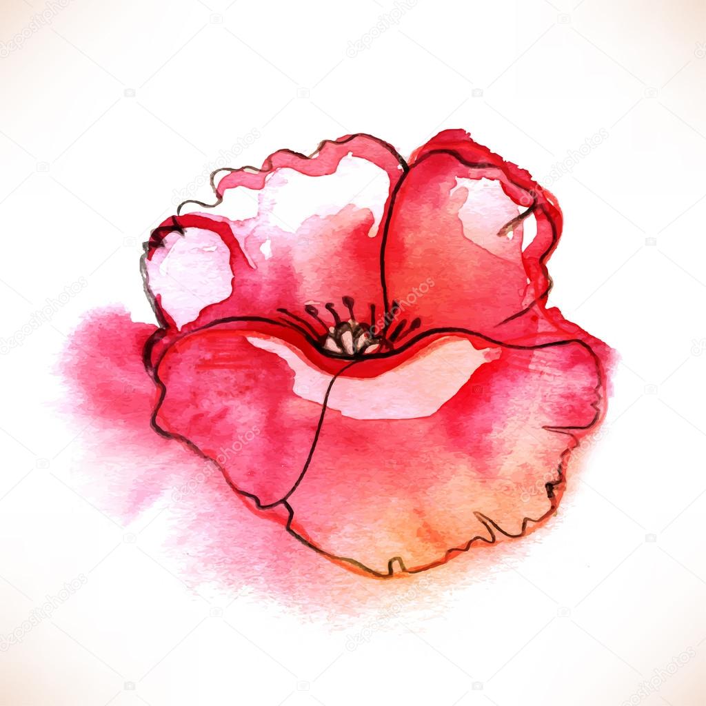 Red Watercolor Poppy flower