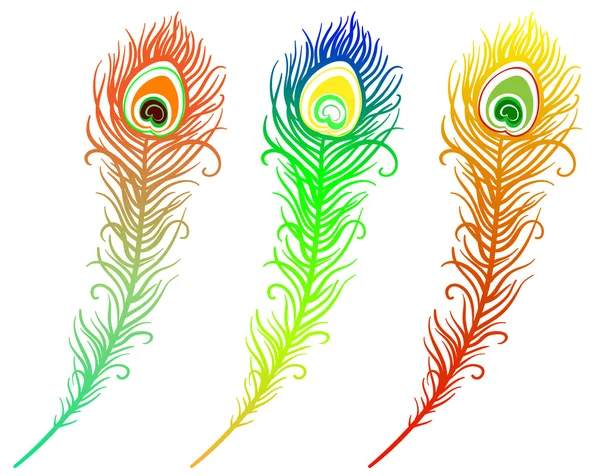 renkli tavus kuşu tüyü