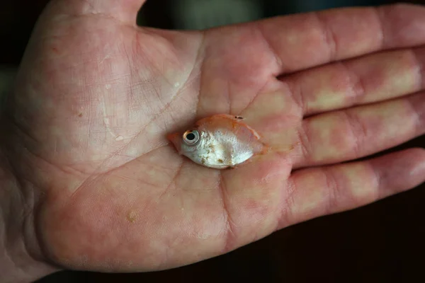 Kleine Fische Auf Der Hand — Stockfoto