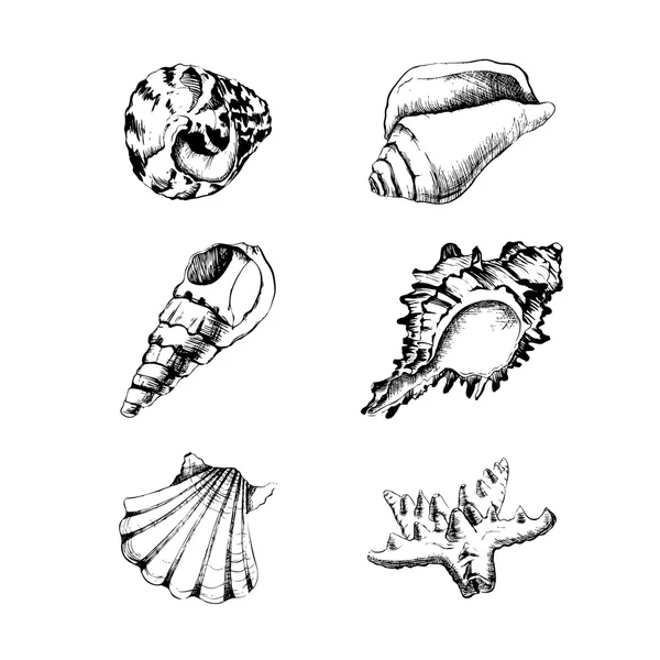 Conjunto vectorial de dibujo a mano con conchas — Archivo Imágenes Vectoriales