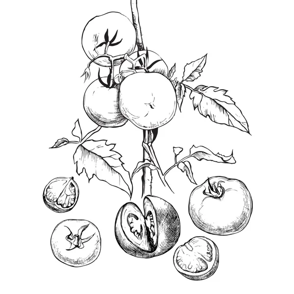 Boceto vectorial de tomates para el diseño — Archivo Imágenes Vectoriales