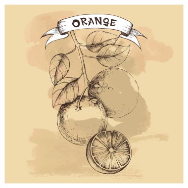 Turuncu tasarım için vektör çizimi