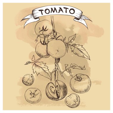 Vektör tasarımı için domates ayarla