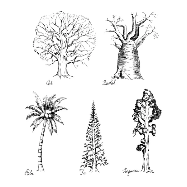 グラフィックの木の手描きスタイルのセット — ストックベクタ