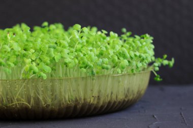 Plastik kabın içinde taze mikro yeşiller. Hardal filizleri.