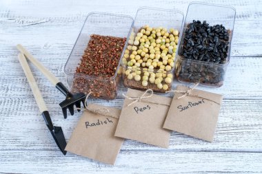 Mikro yeşil tohumlar saksıda. Tohumlar hindistan cevizi hasırının üzerine ekilir. Bahçıvanlık, evde ekme.