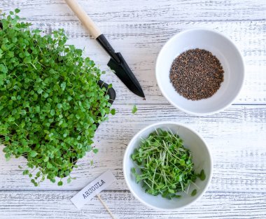 Tohum ve lahanaların yanında roka filizleri yetişiyor. Mikro yeşiller bahçıvanlığı