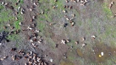 Pune Hindistan 'daki açık bir arazide koyun ve keçi sürüsünün hava görüntüleri..