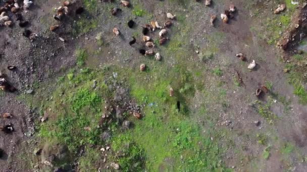 Aerial Footage Flock Sheep Goats Open Field Pune India — Stockvideo