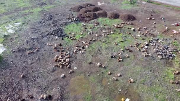 Aerial Footage Flock Sheep Goats Open Field Pune India — Vídeo de stock