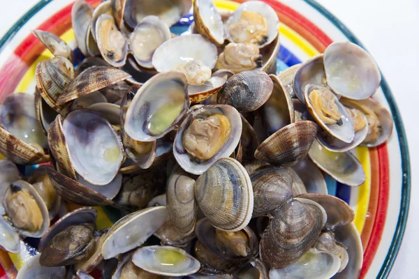 Clams, focus selected — Stock Photo, Image