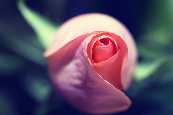 Peach gekleurde Rose — Stockfoto