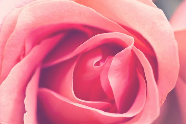 Pfirsichfarbene Rose — Stockfoto