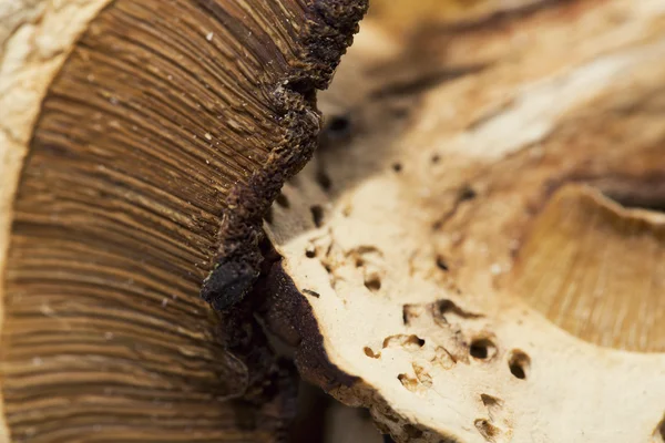 干的蘑菇蘑菇 — 图库照片