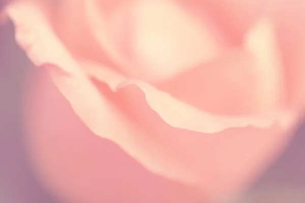 Pfirsichfarbene Rose — Stockfoto