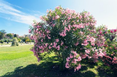 Ağaç üzerinde pembe Begonviller