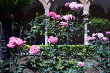 Güzel gül bahçesi 