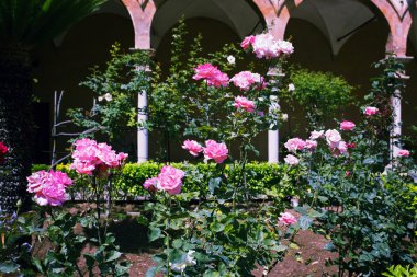 Güzel gül bahçesi 