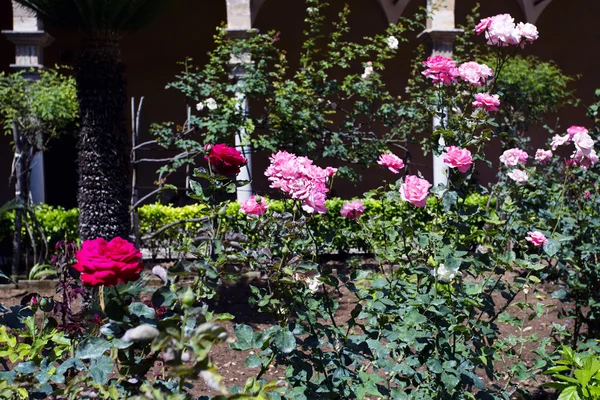 Beautiful roses garden — Stock Photo, Image