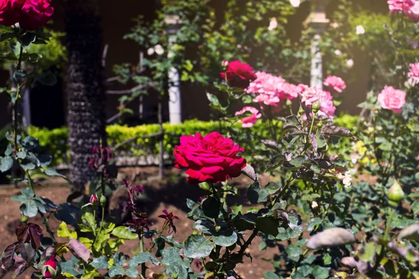 Schöner Rosengarten — Stockfoto