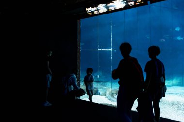 Ceneviz, Ligurya, 19 Temmuz 2019: Ceneviz, Ligurya, İtalya akvaryumu