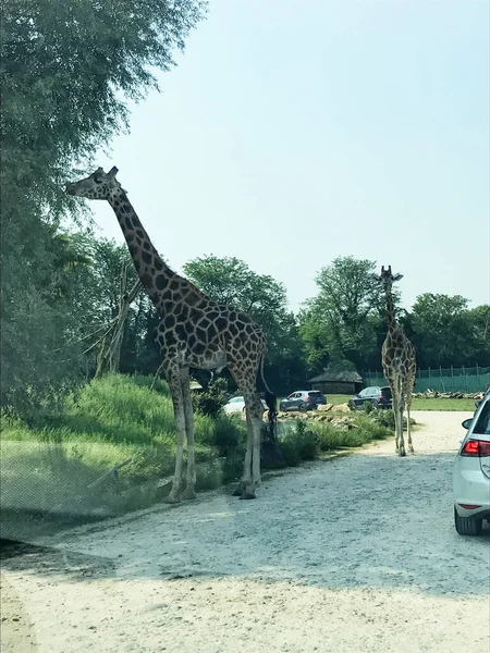 Bussolengo Verona July 2019 Family Visits Bussolengo Safari Zoo Verona — Stock Photo, Image