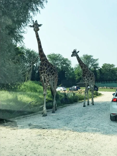 Bussolengo Verona July 2019 Family Visits Bussolengo Safari Zoo Verona — Stock Photo, Image