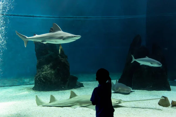 Genua Ligurië Juli 2019 Bezoek Aan Het Aquarium Van Genua — Stockfoto