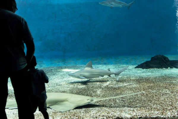 Genua Ligurië Juli 2019 Bezoek Aan Het Aquarium Van Genua — Stockfoto