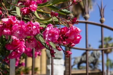 Palermo 'daki Teatro Massimo Vittorio Emanuele' nin güzel bir manzarası.