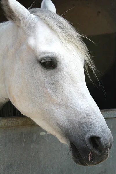 Caballo —  Fotos de Stock