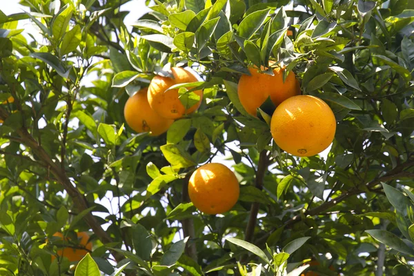 Orange träd — Stockfoto