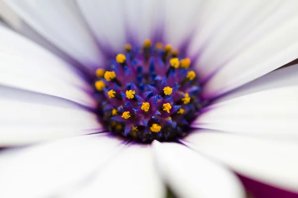 Dettaglio di un fiore — Foto Stock