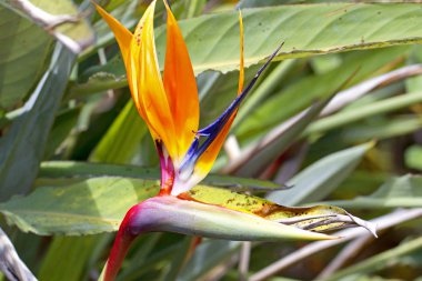 STERLİÇYA Viktorya