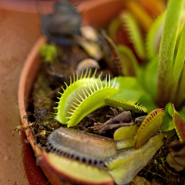 Плотоядные ловушки для мух