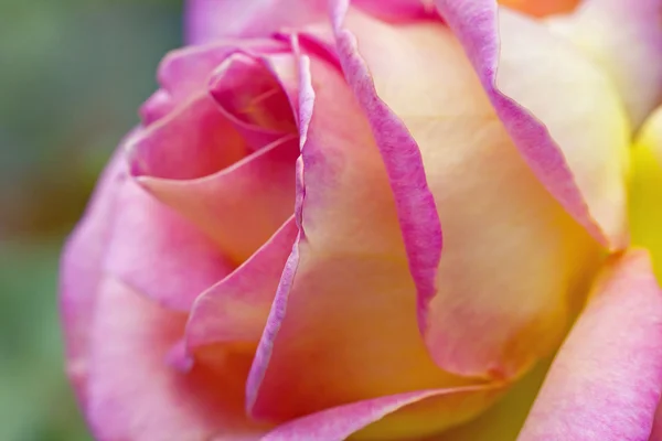 Rose — Stock Photo, Image