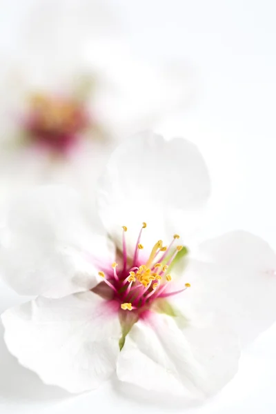 アーモンドの花 — ストック写真